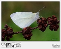 194-1900x1292---farfalla bianca1fb